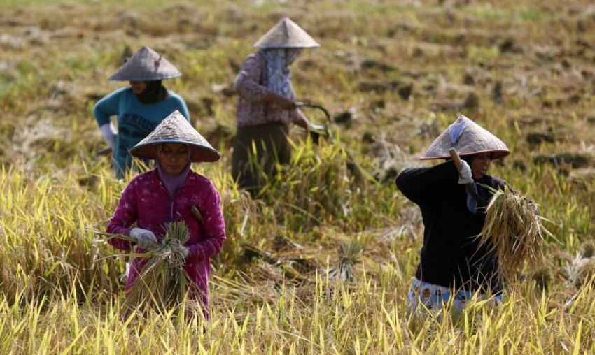 Nắng nóng đe dọa an ninh lương thực ở Đông Nam Á